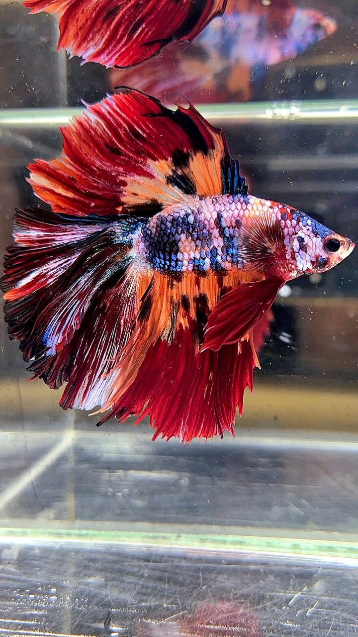 XL HALFMOON DOUBLE TAIL RED ORANGE FANCY MULTICOLOR BETTA FISH