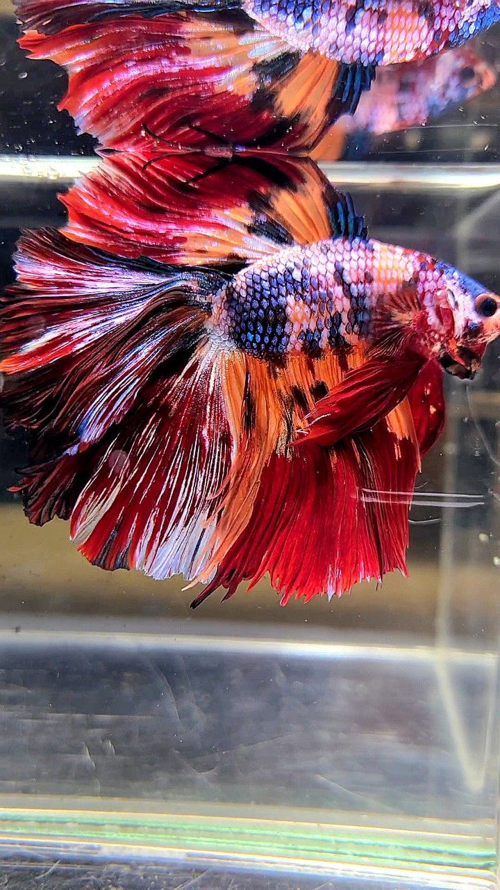 XL HALFMOON DOUBLE TAIL RED ORANGE FANCY MULTICOLOR BETTA FISH