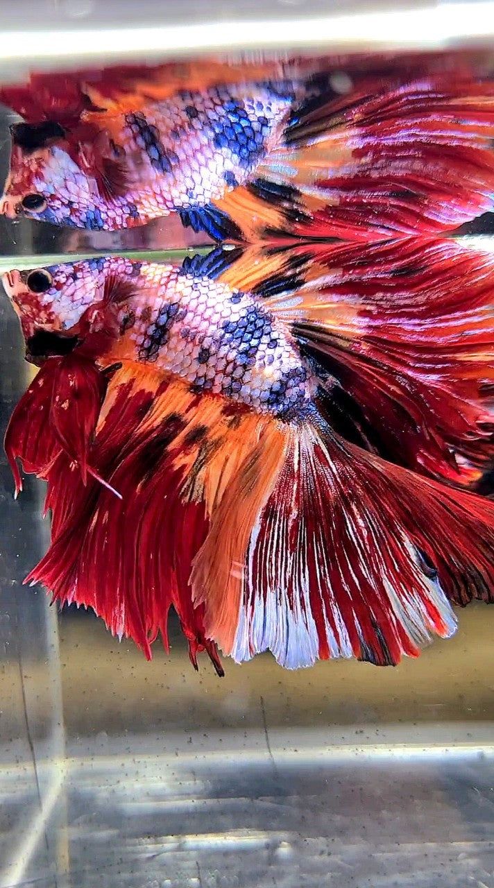 XL HALFMOON DOUBLE TAIL RED ORANGE FANCY MULTICOLOR BETTA FISH