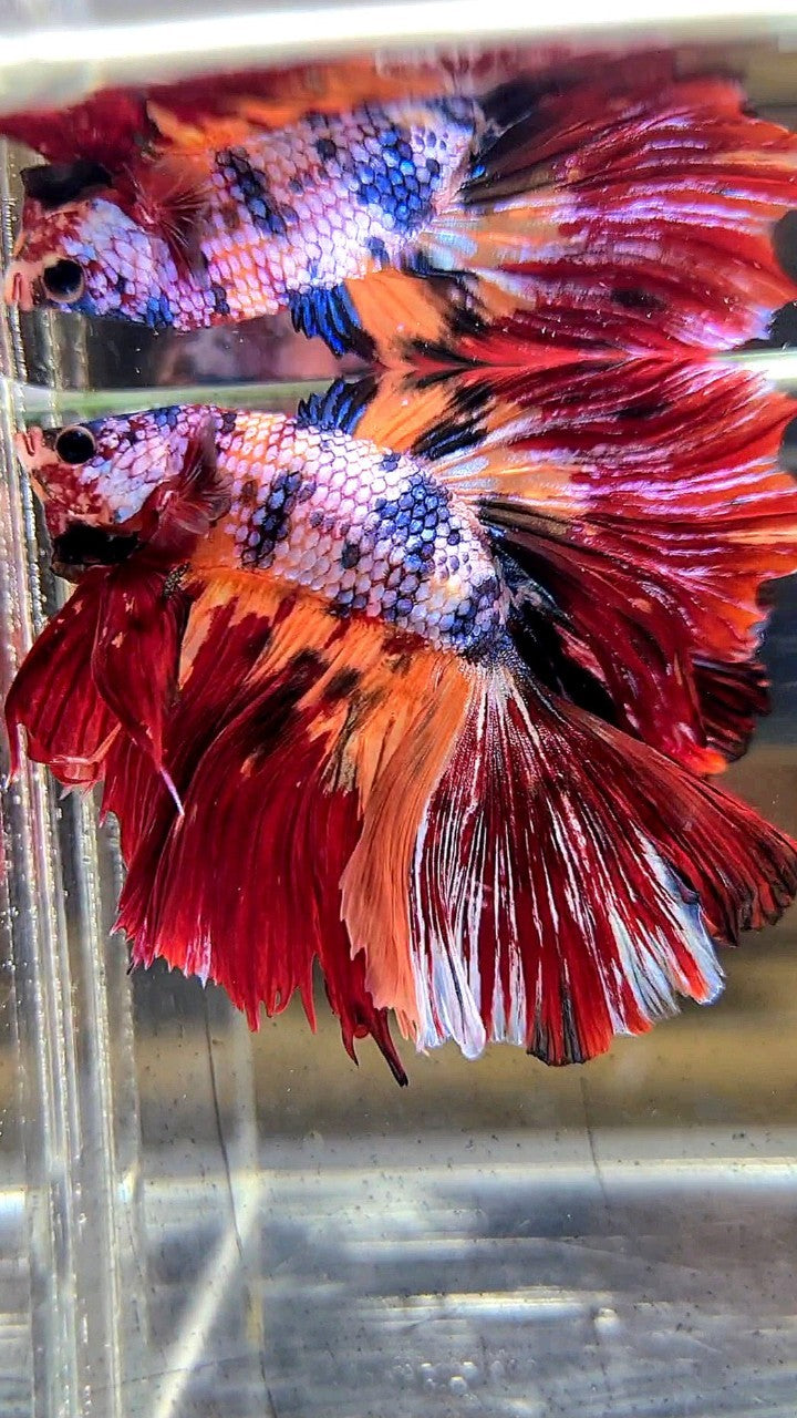 XL HALFMOON DOUBLE TAIL RED ORANGE FANCY MULTICOLOR BETTA FISH