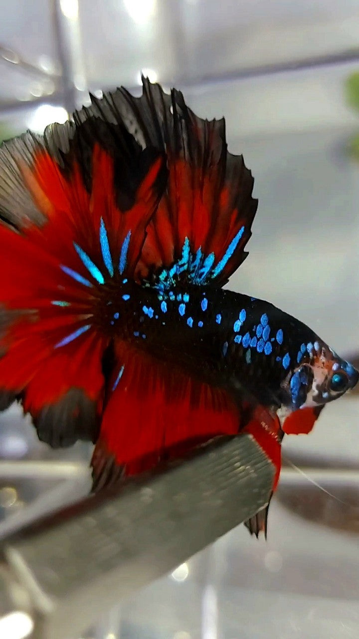 HALFMOON ROSETAIL BLACK STAR GALAXY BLAUER AVATAR ROTER VAMPIR BETTA FISCH