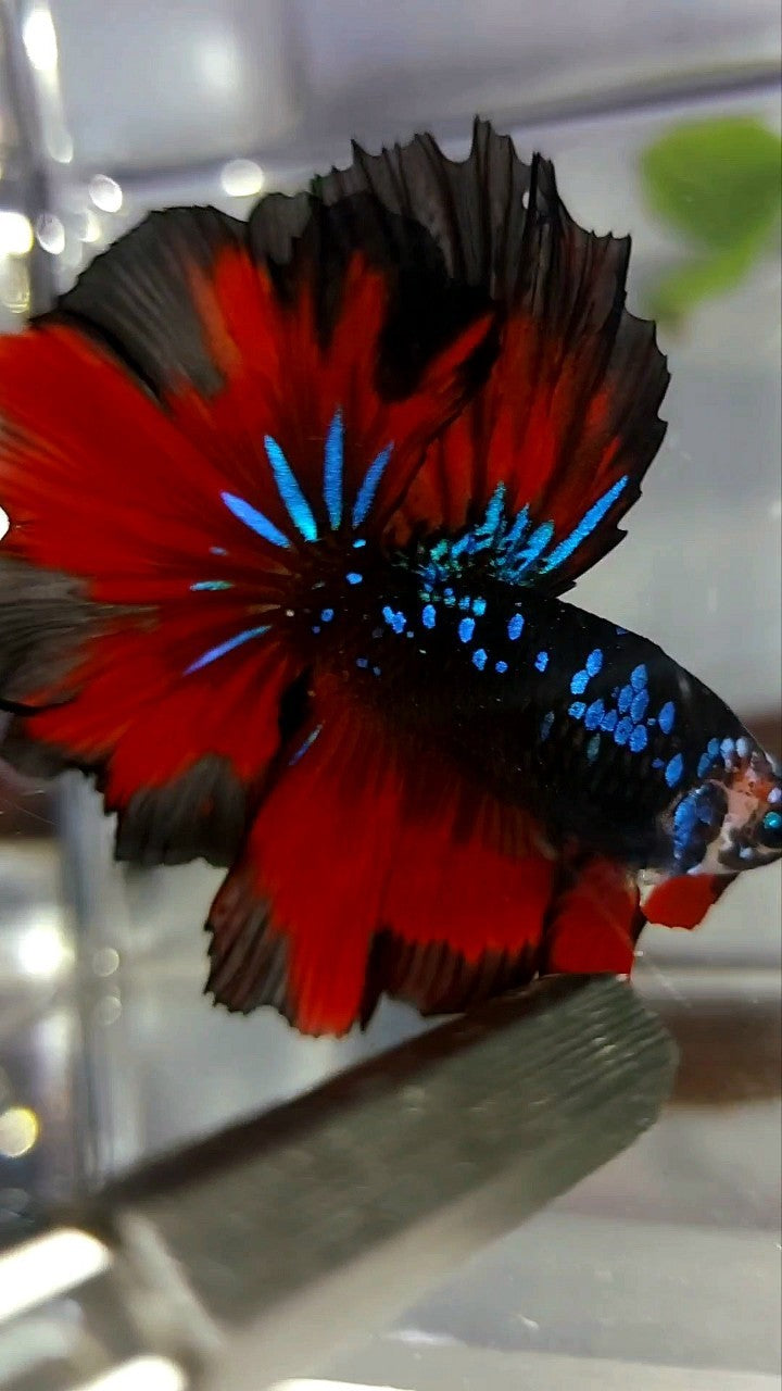 HALFMOON ROSETAIL BLACK STAR GALAXY BLUE AVATAR RED VAMPIRE BETTA FISH