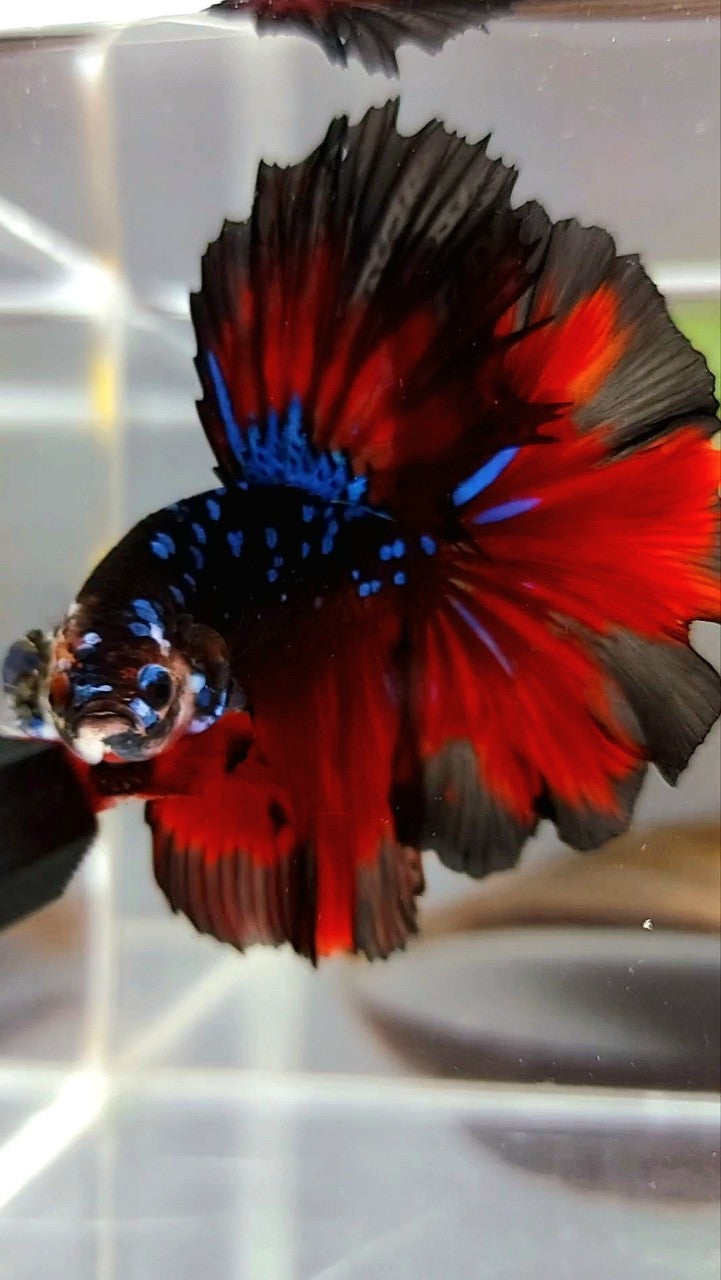 HALFMOON ROSETAIL BLACK STAR GALAXY BLAUER AVATAR ROTER VAMPIR BETTA FISCH