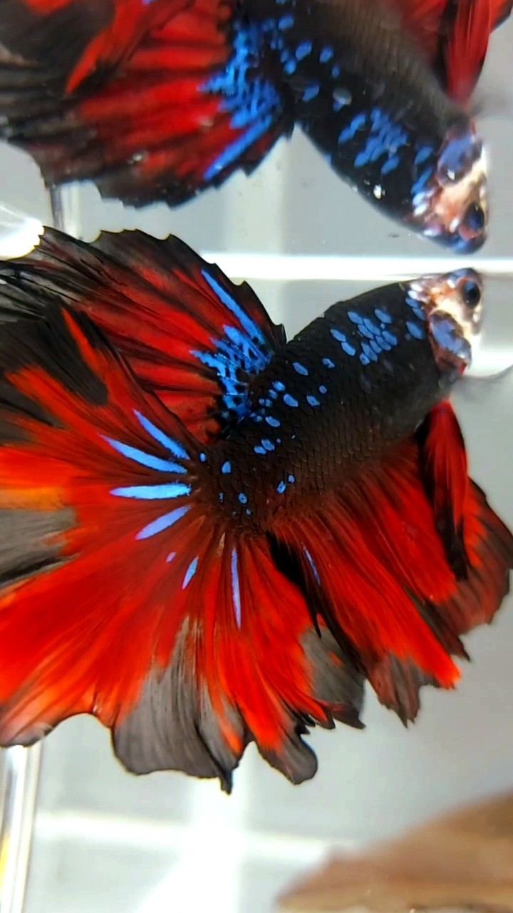 HALFMOON ROSETAIL BLACK STAR GALAXY BLAUER AVATAR ROTER VAMPIR BETTA FISCH