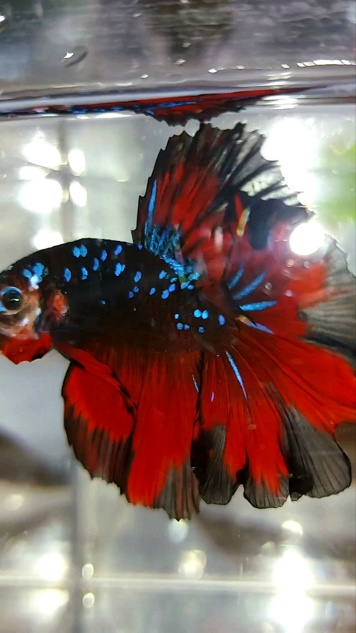 HALFMOON ROSETAIL BLACK STAR GALAXY BLUE AVATAR RED VAMPIRE BETTA FISH