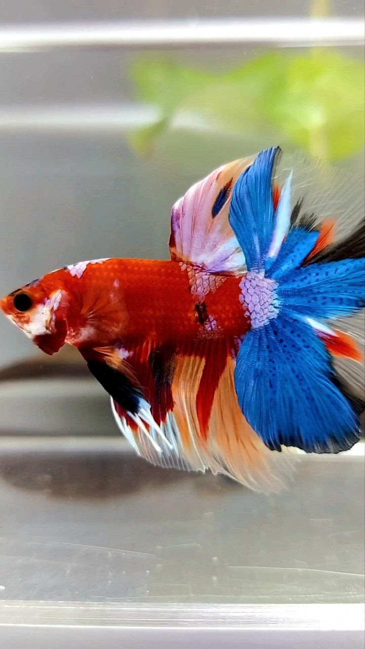 HALFMOON ROSETAIL RED BASED MULTICOLOR UNIQUE BETTA FISH