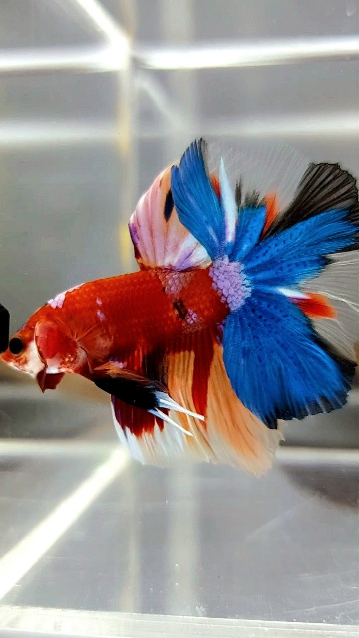 HALFMOON ROSETAIL RED BASED MULTICOLOR UNIQUE BETTA FISH