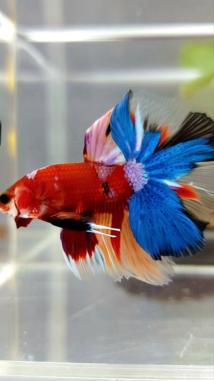 HALFMOON ROSETAIL RED BASED MULTICOLOR UNIQUE BETTA FISH