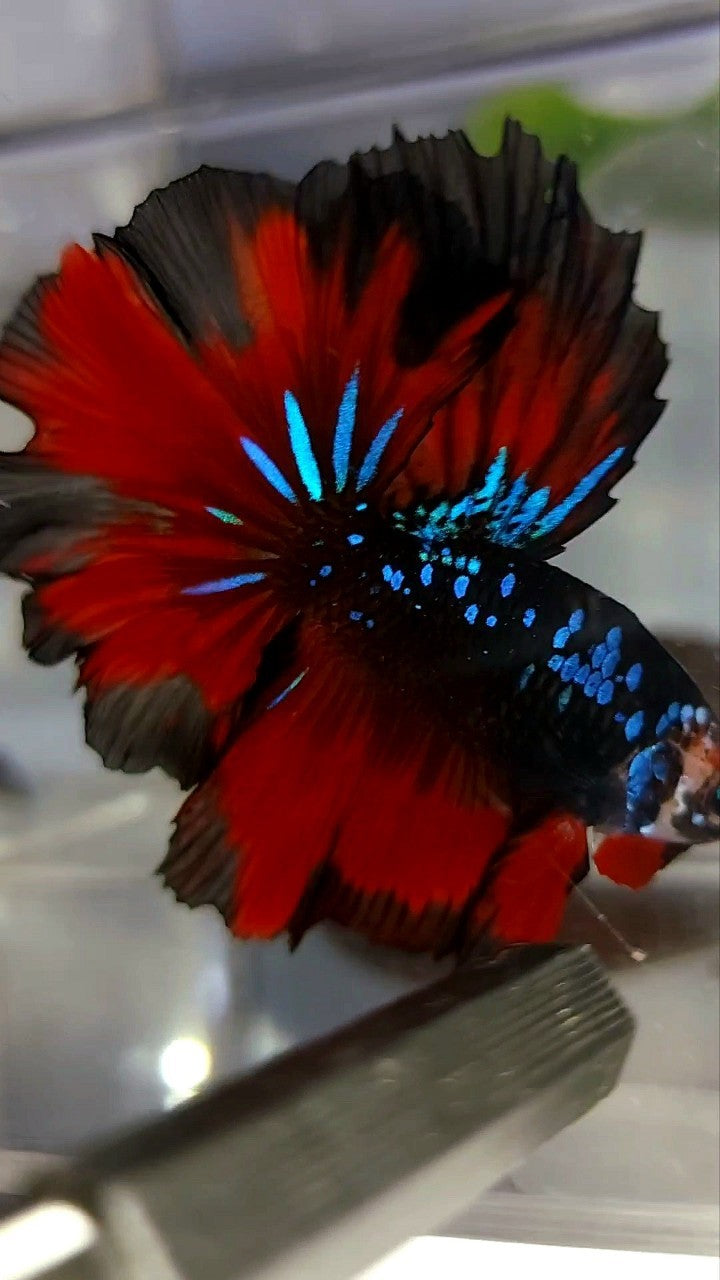 HALFMOON ROSETAIL BLACK STAR GALAXY BLUE AVATAR RED VAMPIRE BETTA FISH