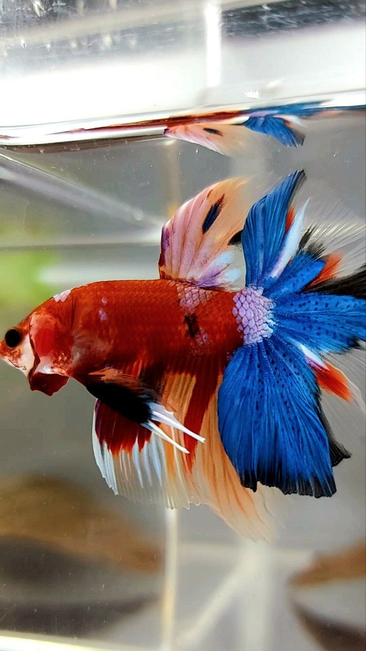 HALFMOON ROSETAIL RED BASED MULTICOLOR UNIQUE BETTA FISH