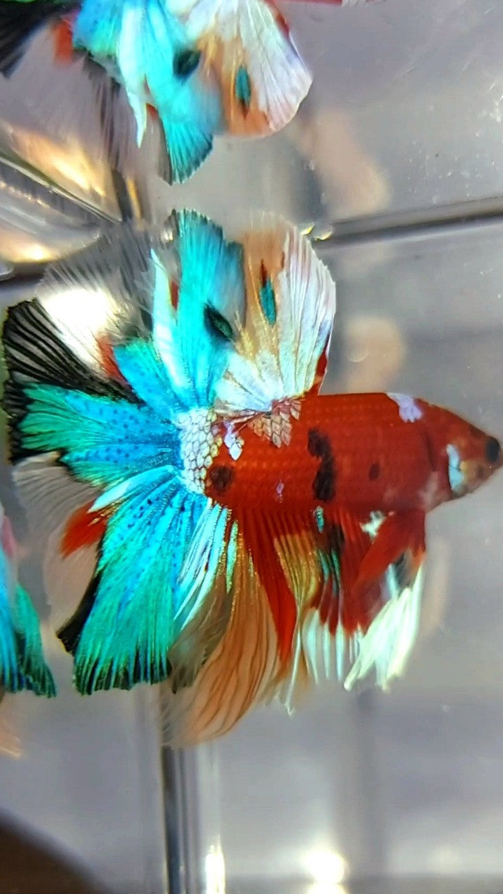 HALFMOON ROSETAIL RED BASED MULTICOLOR UNIQUE BETTA FISH