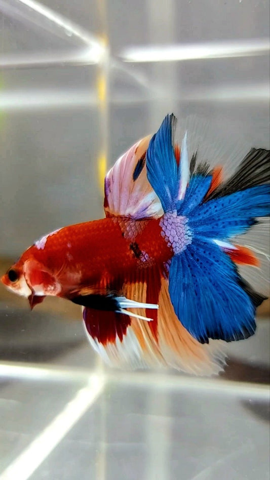 HALFMOON ROSETAIL RED BASED MULTICOLOR UNIQUE BETTA FISH