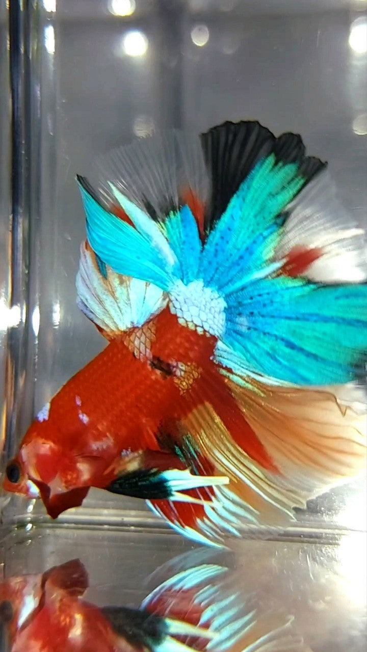 HALFMOON ROSETAIL RED BASED MULTICOLOR UNIQUE BETTA FISH