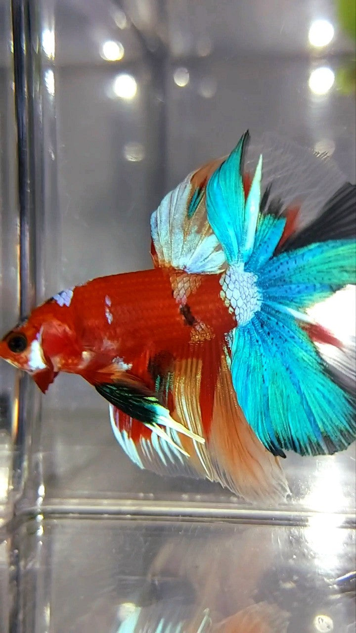 HALFMOON ROSETAIL RED BASED MULTICOLOR UNIQUE BETTA FISH