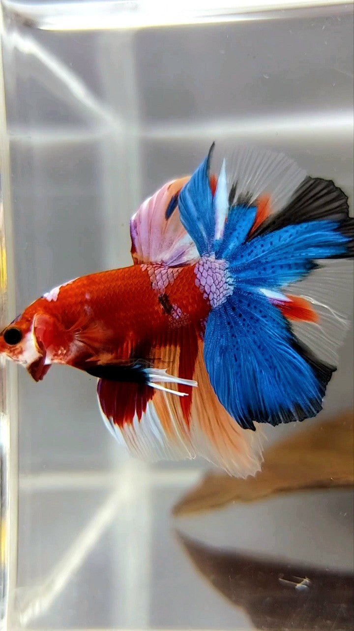 HALFMOON ROSETAIL RED BASED MULTICOLOR UNIQUE BETTA FISH