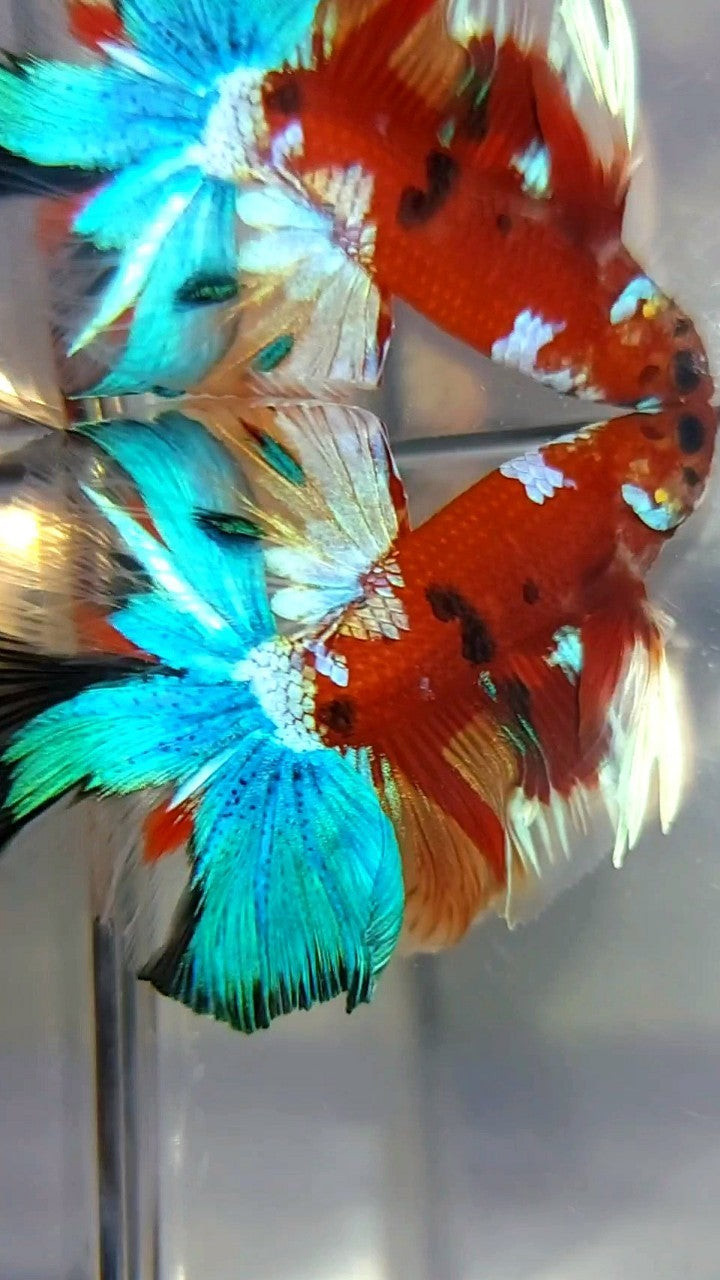 HALFMOON ROSETAIL RED BASED MULTICOLOR UNIQUE BETTA FISH