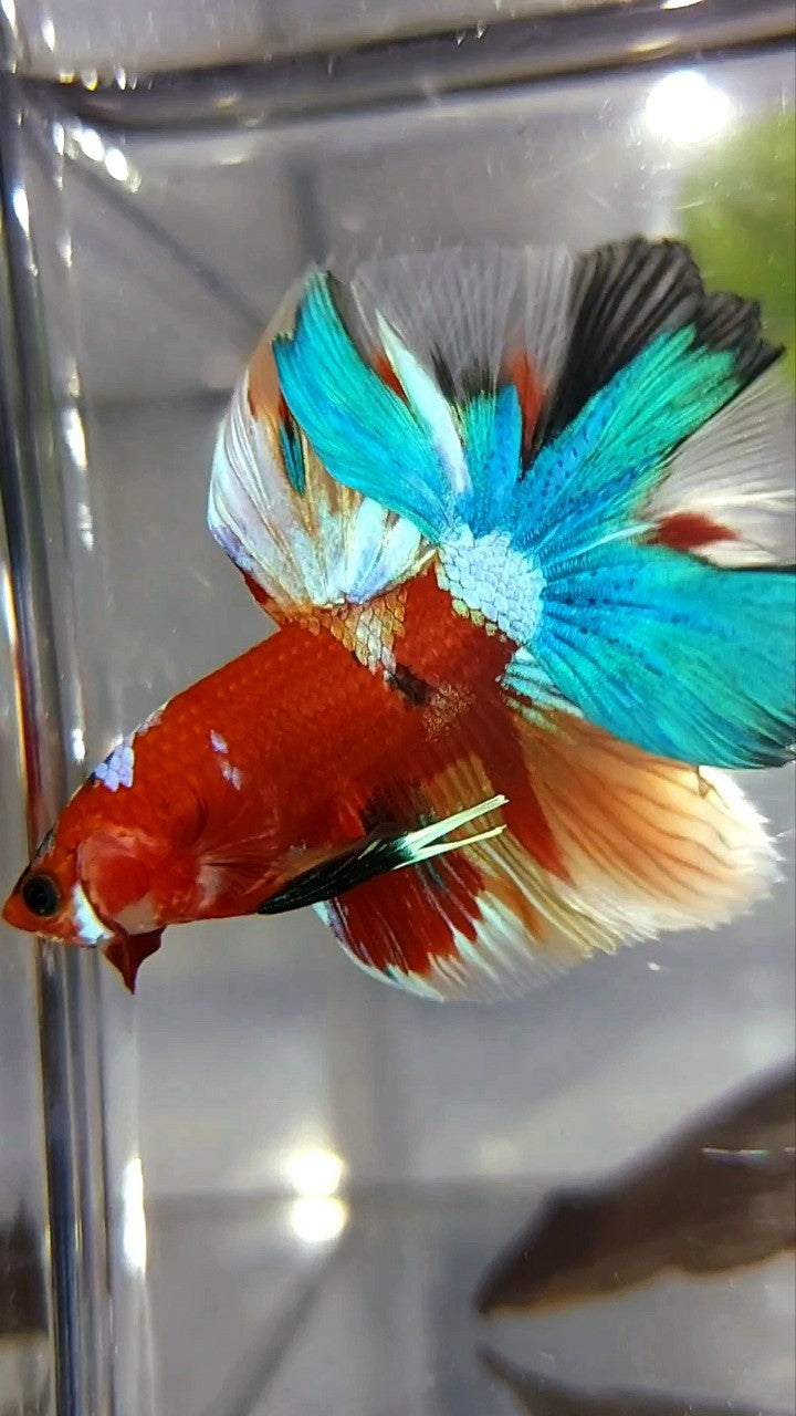 HALFMOON ROSETAIL RED BASED MULTICOLOR UNIQUE BETTA FISH