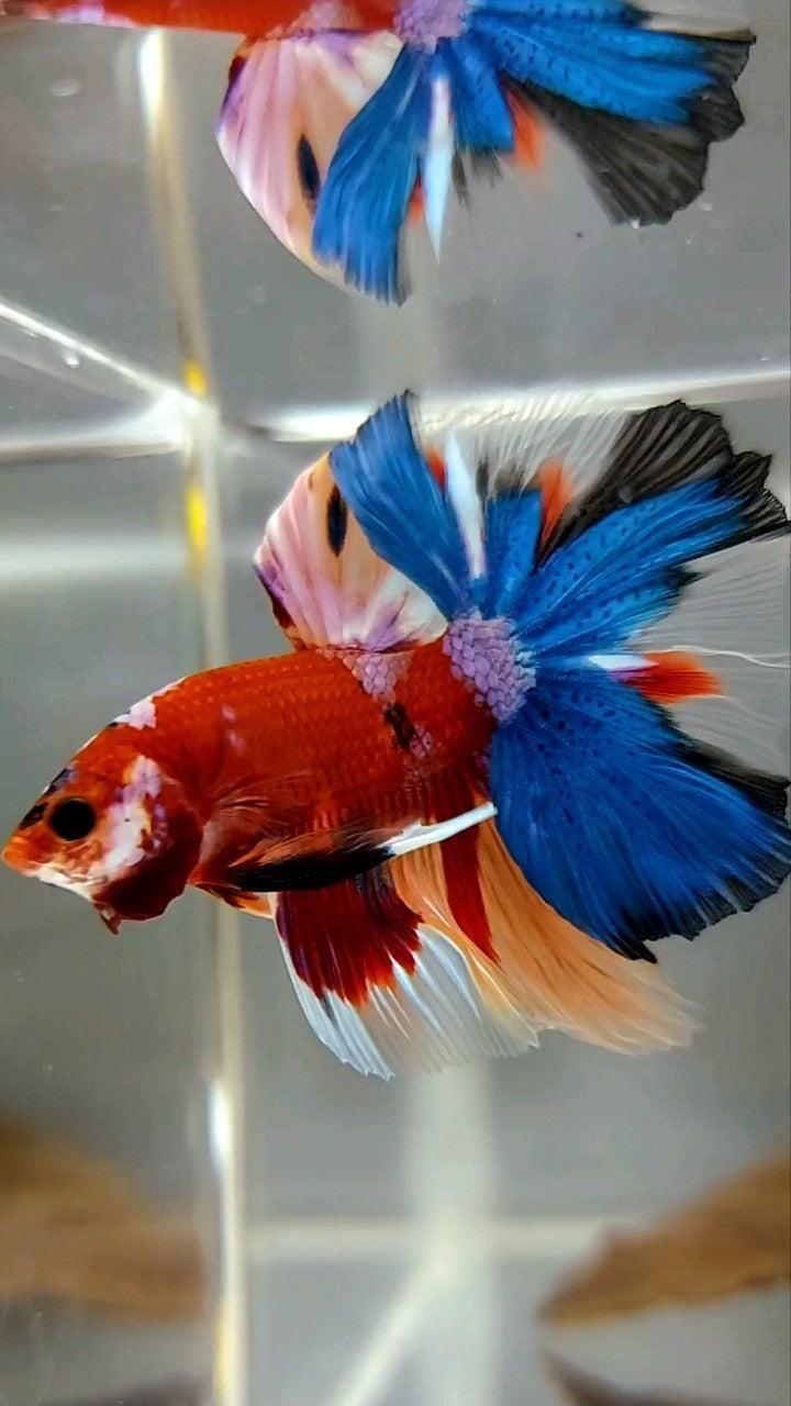 HALFMOON ROSETAIL RED BASED MULTICOLOR UNIQUE BETTA FISH