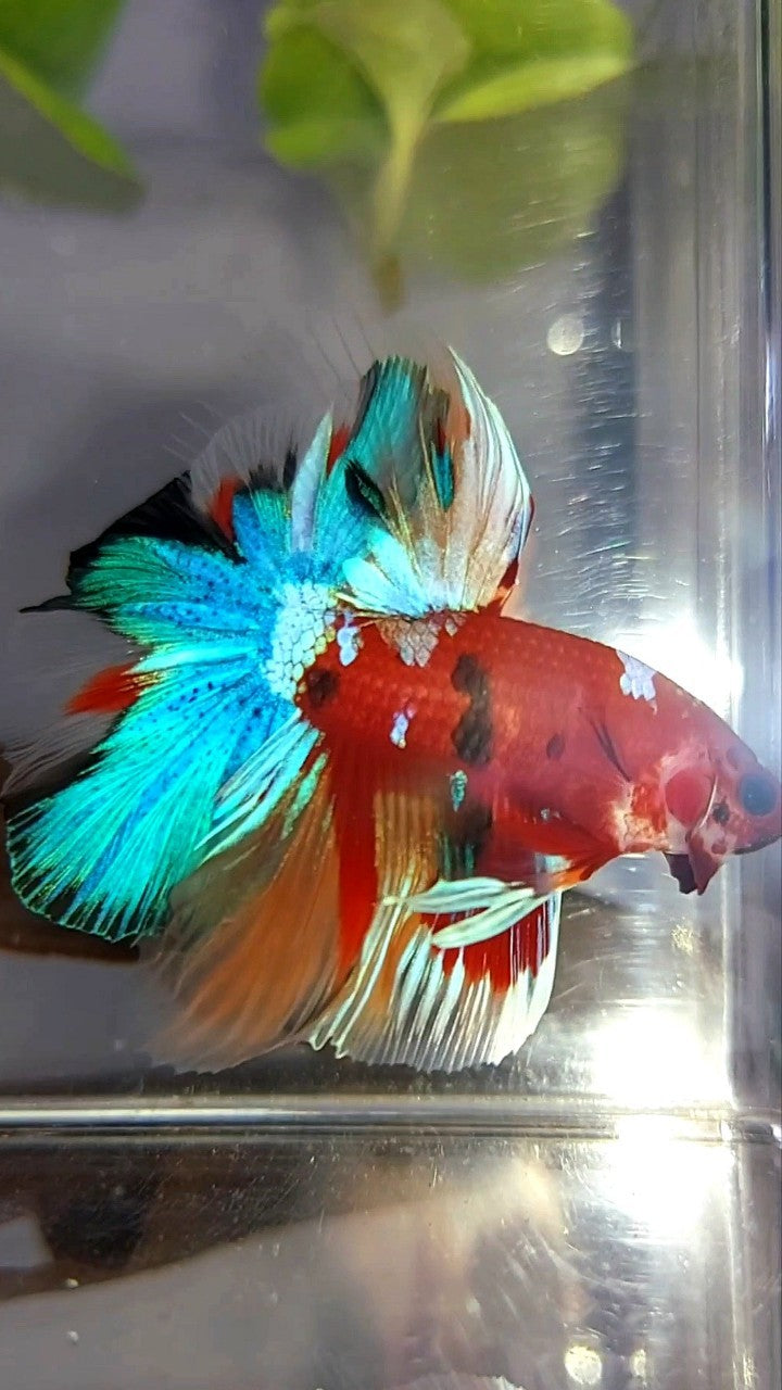 HALFMOON ROSETAIL RED BASED MULTICOLOR UNIQUE BETTA FISH