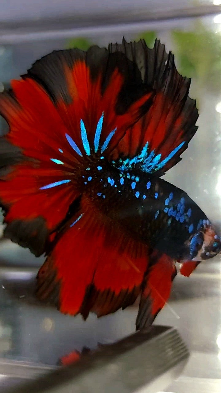 HALFMOON ROSETAIL BLACK STAR GALAXY BLAUER AVATAR ROTER VAMPIR BETTA FISCH