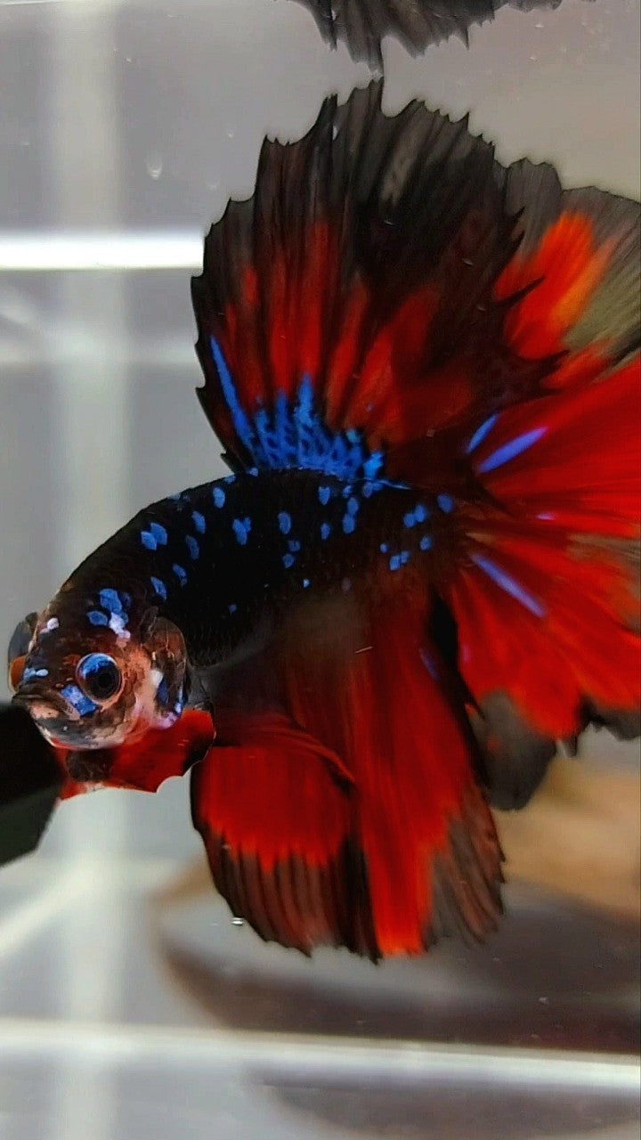 HALFMOON ROSETAIL BLACK STAR GALAXY BLAUER AVATAR ROTER VAMPIR BETTA FISCH