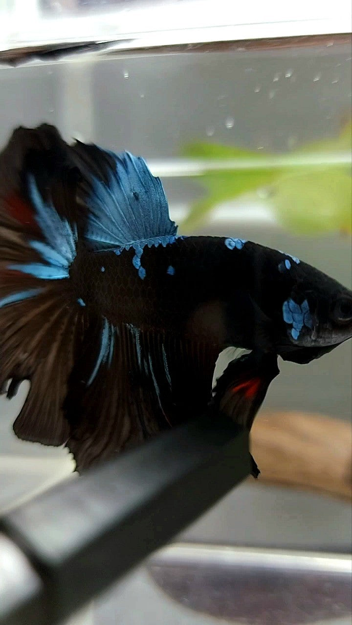 HALFMOON ROSETAIL BLACK GALAXY AVATAR BLUE BETTA FISH