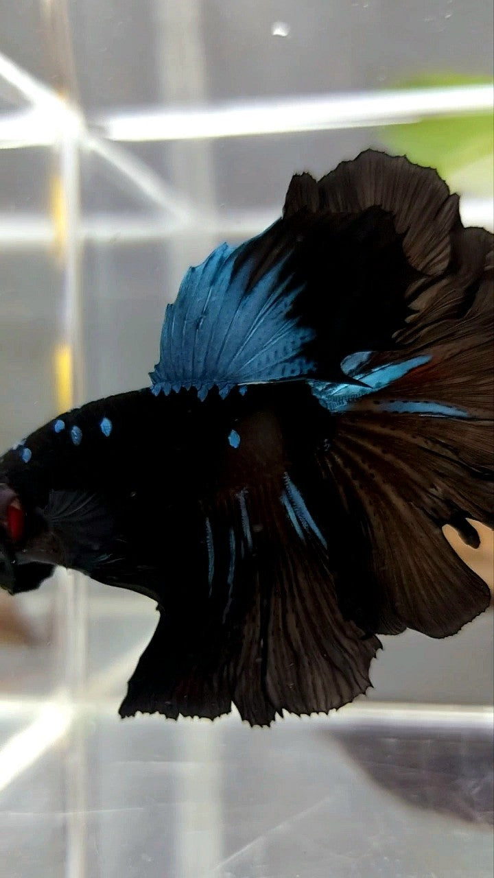 HALFMOON ROSETAIL BLACK GALAXY AVATAR BLAUER BETTA-FISCH