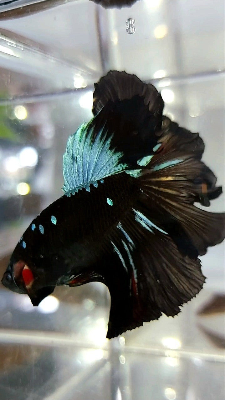 HALFMOON ROSETAIL BLACK GALAXY AVATAR BLAUER BETTA-FISCH