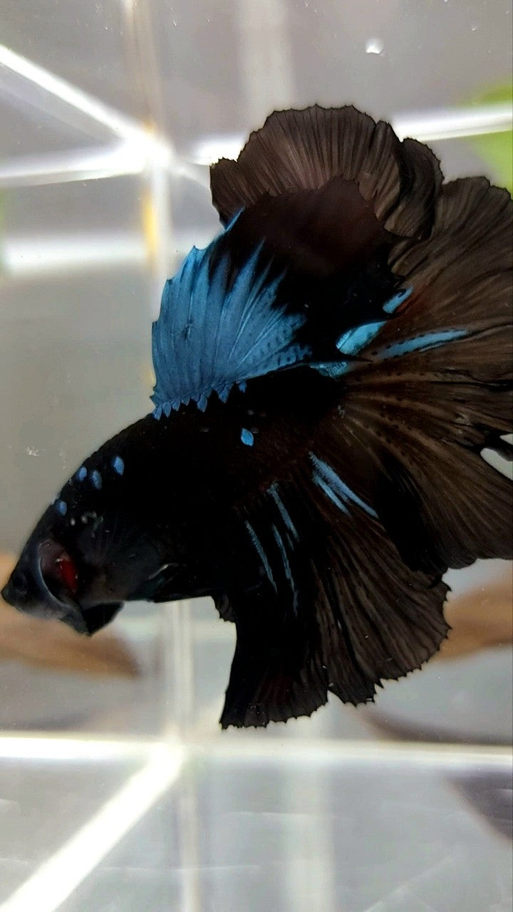 HALFMOON ROSETAIL BLACK GALAXY AVATAR BLAUER BETTA-FISCH