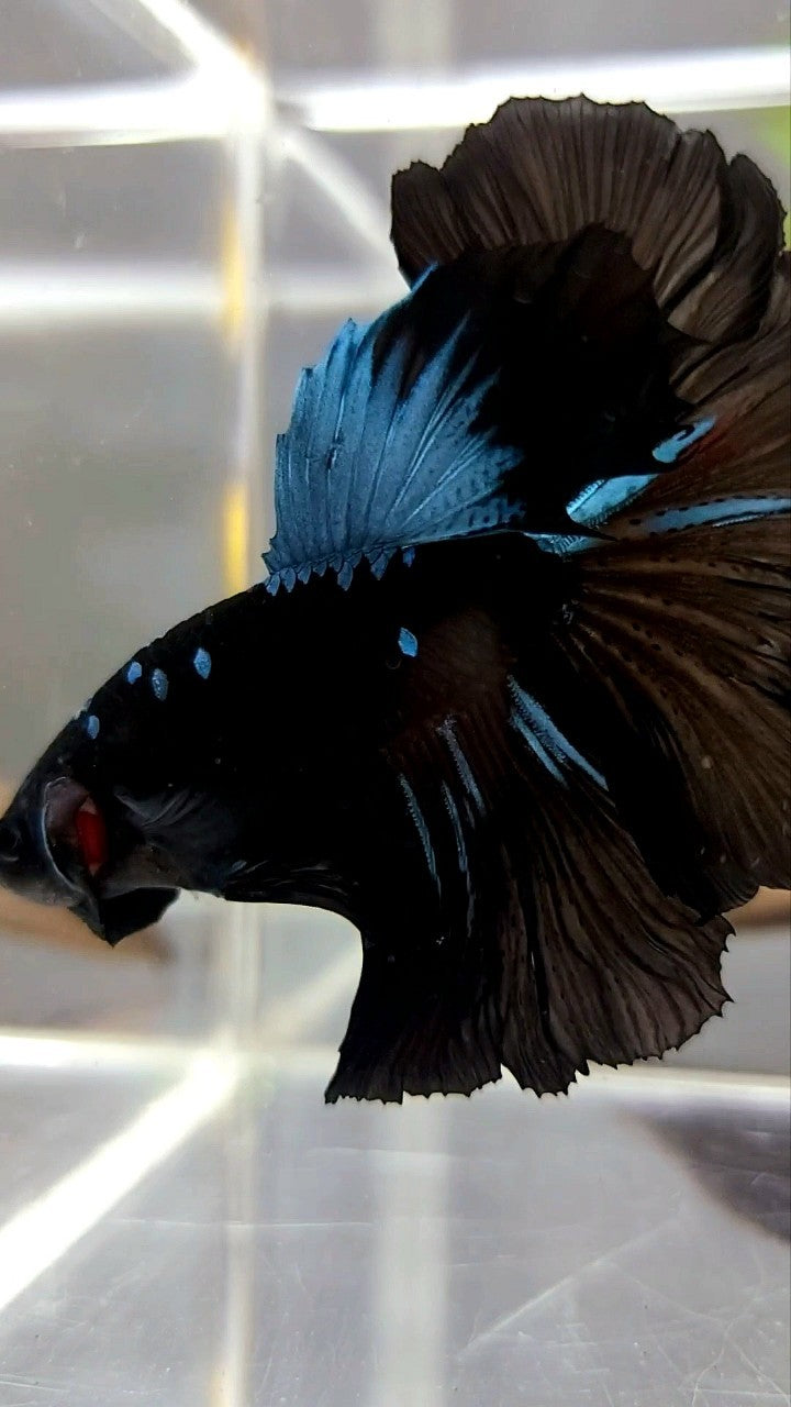 HALFMOON ROSETAIL BLACK GALAXY AVATAR BLUE BETTA FISH