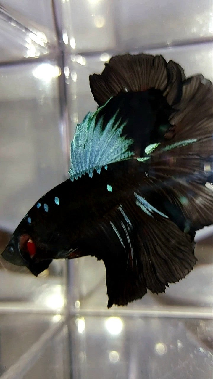 HALFMOON ROSETAIL BLACK GALAXY AVATAR BLUE BETTA FISH