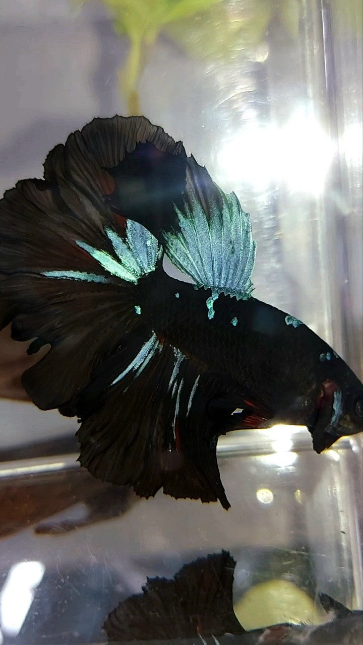 HALFMOON ROSETAIL BLACK GALAXY AVATAR BLAUER BETTA-FISCH