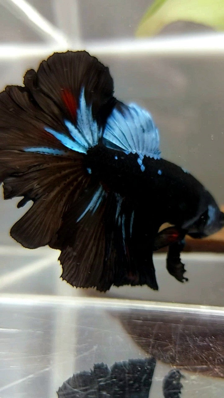 HALFMOON ROSETAIL BLACK GALAXY AVATAR BLUE BETTA FISH