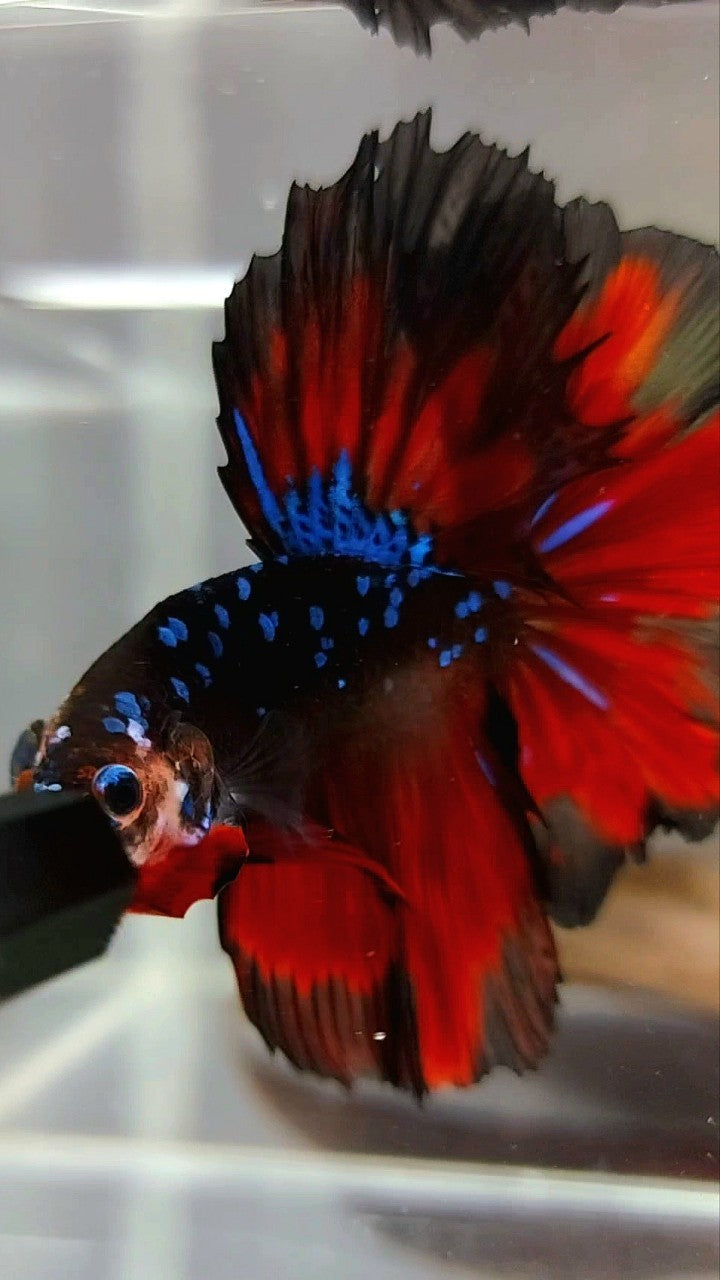 HALFMOON ROSETAIL BLACK STAR GALAXY BLUE AVATAR RED VAMPIRE BETTA FISH