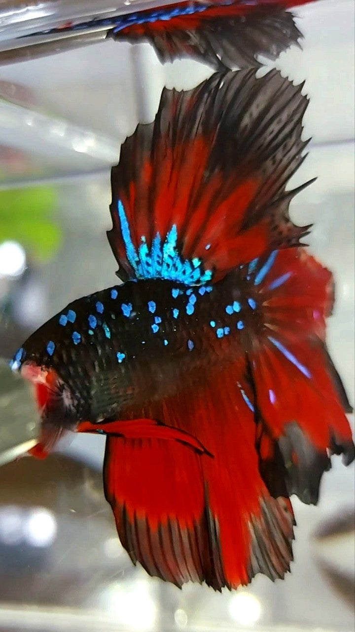 HALFMOON ROSETAIL BLACK STAR GALAXY BLUE AVATAR RED VAMPIRE BETTA FISH