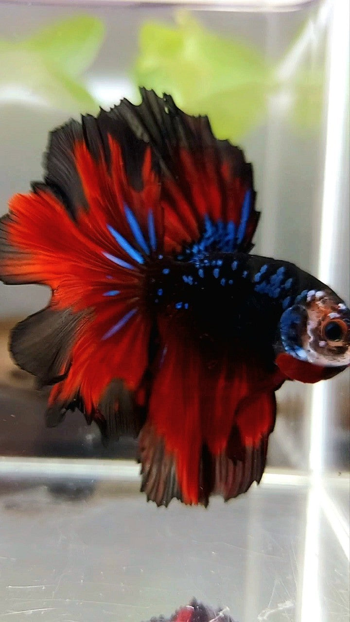 HALFMOON ROSETAIL BLACK STAR GALAXY BLUE AVATAR RED VAMPIRE BETTA FISH