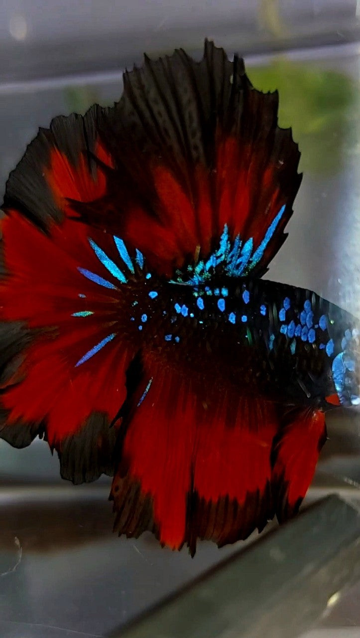 HALFMOON ROSETAIL BLACK STAR GALAXY BLUE AVATAR RED VAMPIRE BETTA FISH