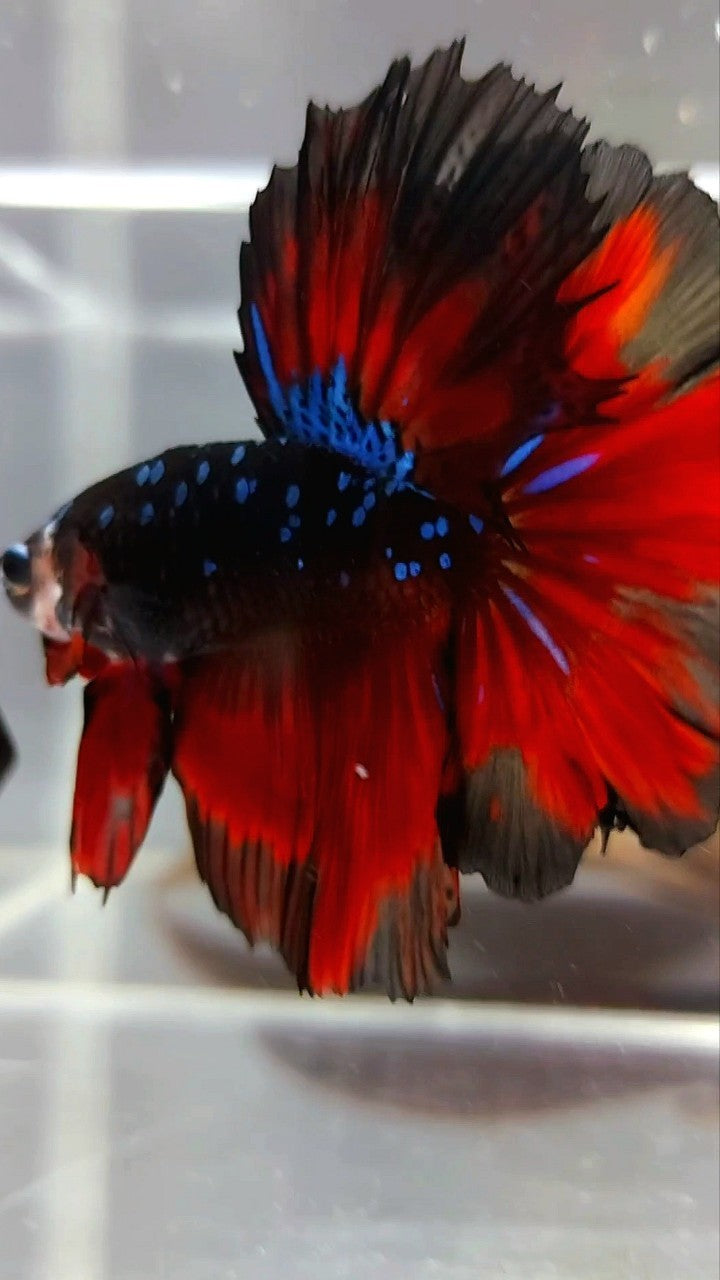 HALFMOON ROSETAIL BLACK STAR GALAXY BLAUER AVATAR ROTER VAMPIR BETTA FISCH