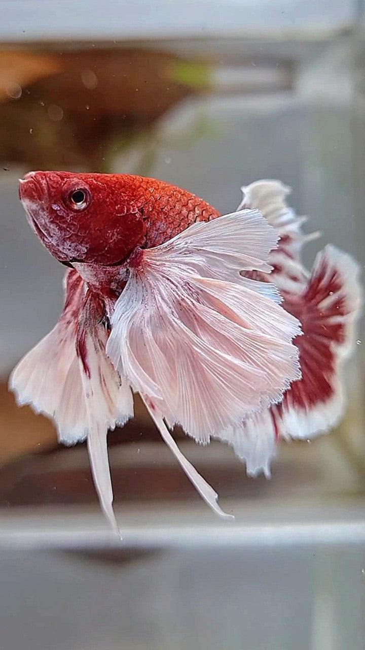 PLAKAT SUPER DUMBO EAR PURPLE LAVENDER REDHEAD BETTA FISH