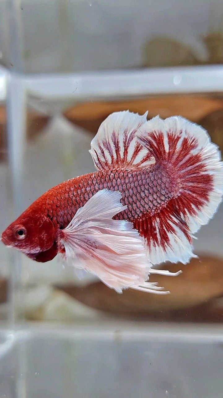 PLAKAT SUPER DUMBO EAR PURPLE LAVENDER REDHEAD BETTA FISH