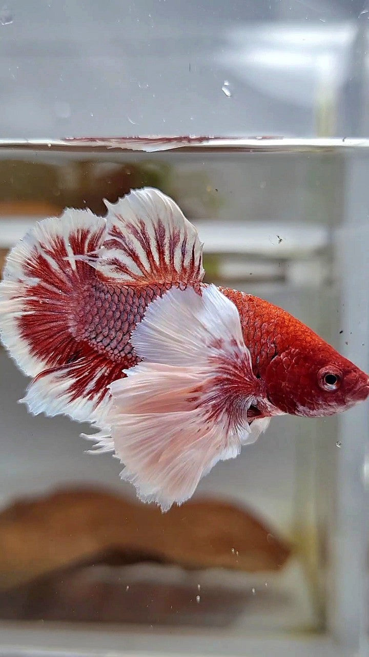 PLAKAT SUPER DUMBO EAR PURPLE LAVENDER REDHEAD BETTA FISH