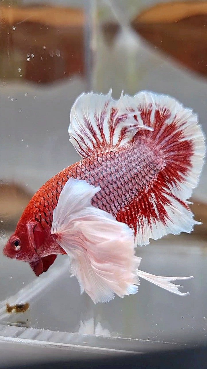 PLAKAT SUPER DUMBO EAR PURPLE LAVENDER REDHEAD BETTA FISH