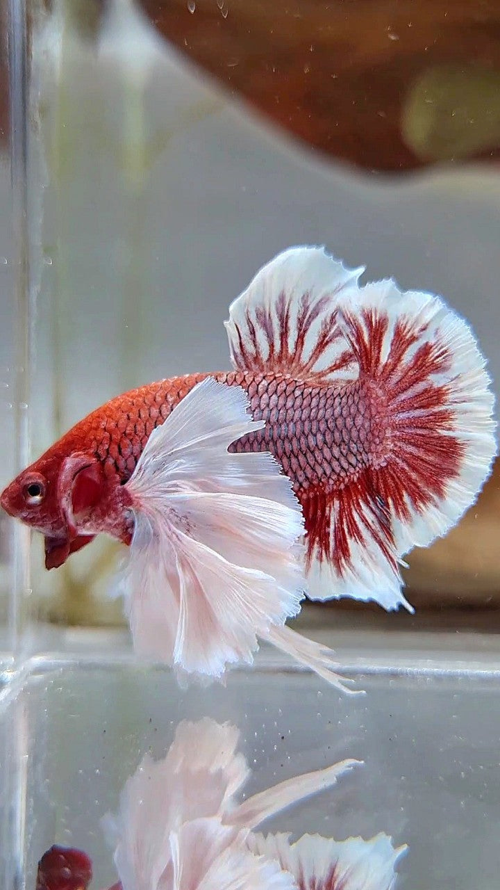 PLAKAT SUPER DUMBO EAR PURPLE LAVENDER REDHEAD BETTA FISH