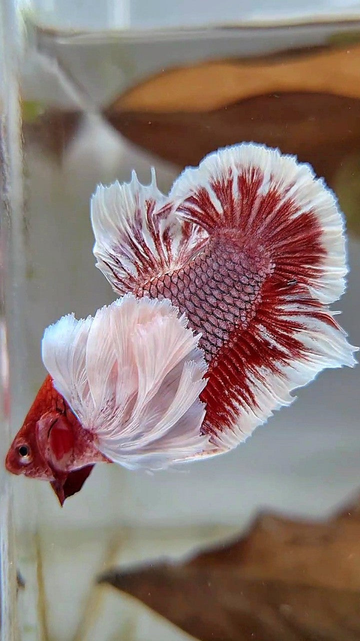 PLAKAT SUPER DUMBO EAR PURPLE LAVENDER REDHEAD BETTA FISH