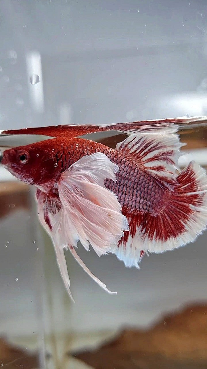 PLAKAT SUPER DUMBO EAR PURPLE LAVENDER REDHEAD BETTA FISH