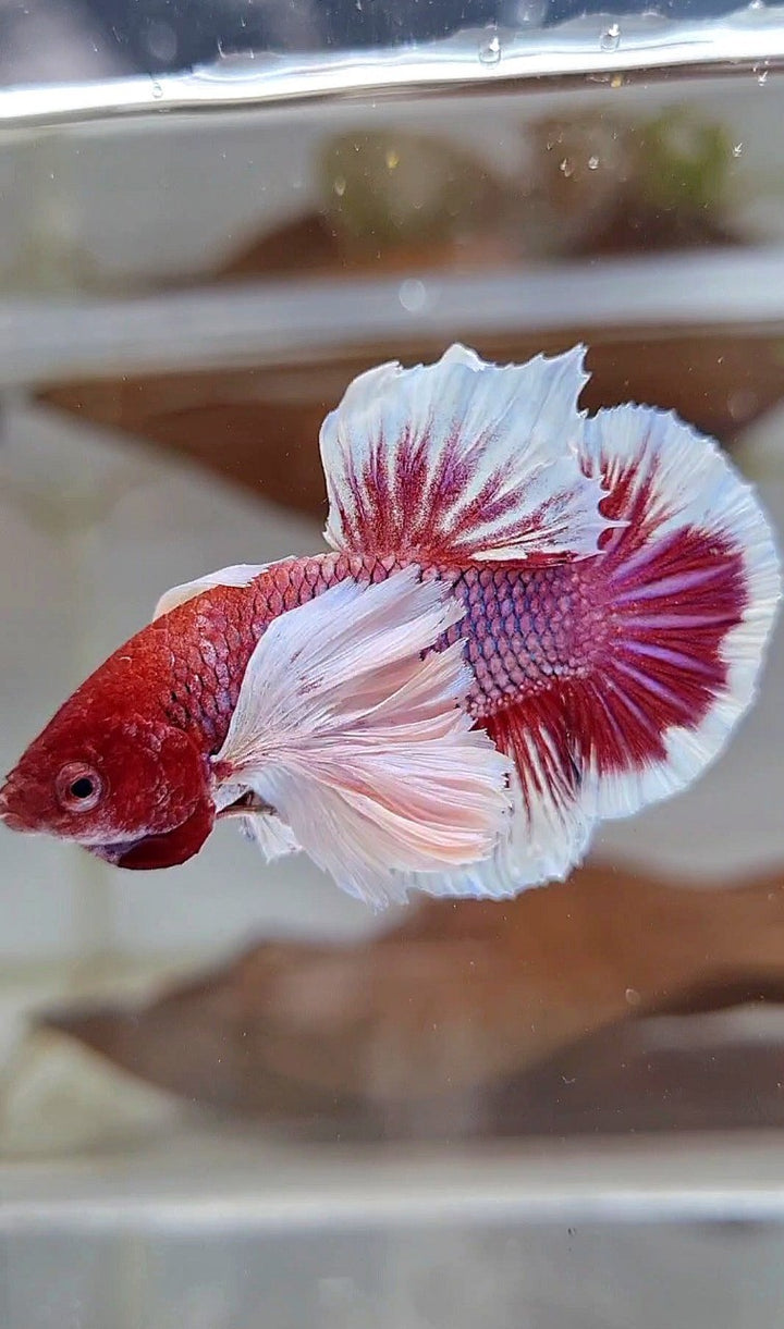 DUMBO EAR – Rare Betta Fish Store