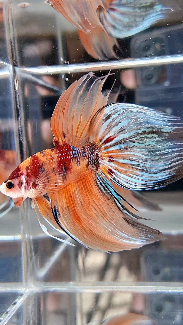 GIANT & XL Size – Page 2 – Rare Betta Fish Store