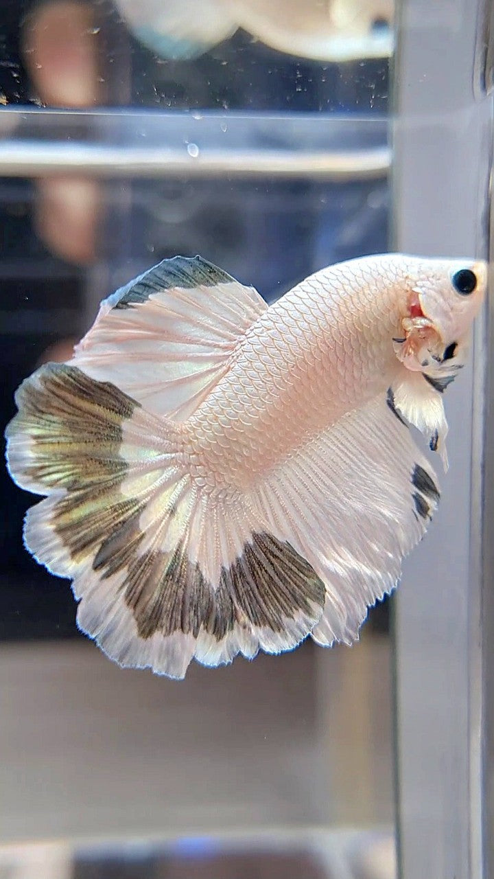 HALFMOON ROSETAIL COPPER RIM BETTA FISH