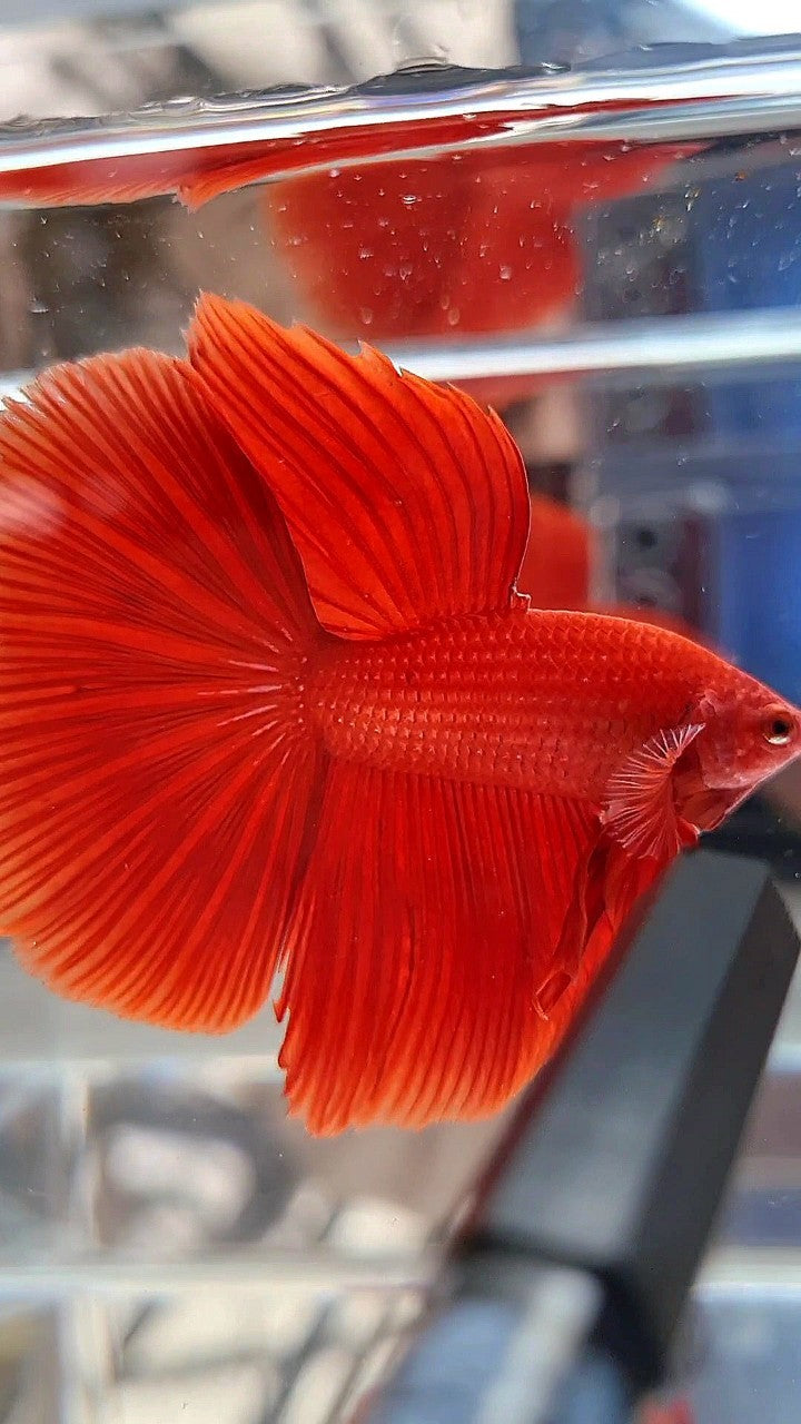 HALFMOON ROSETAIL SUPER RED BETTA FISH