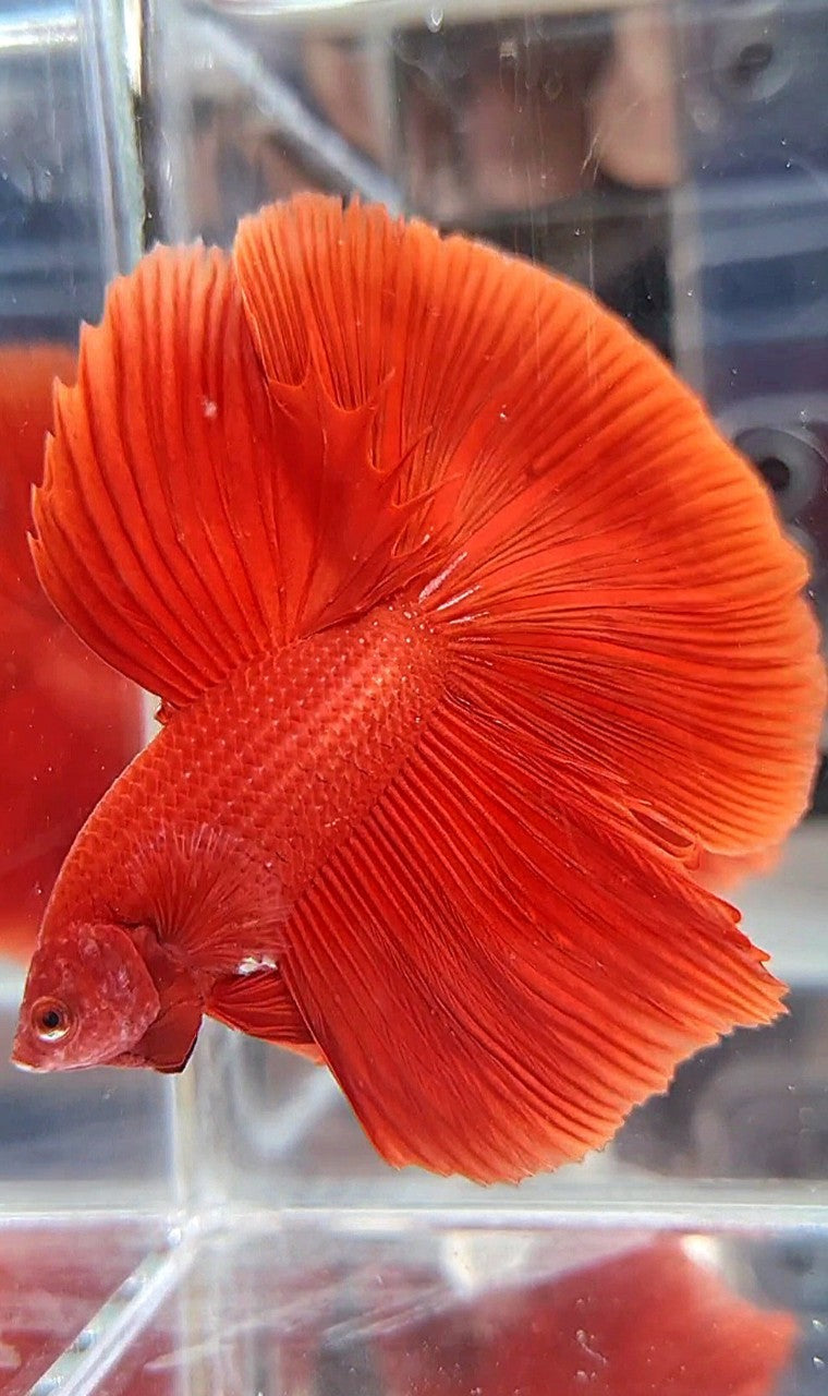 HALFMOON ROSETAIL SUPER RED BETTA FISH